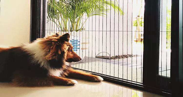 Sliding Screen Pet Door Repair in Panama City, FL