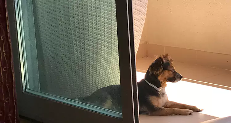 French Door Pet Screen Repair in Panama City, FL